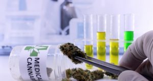 Medical cannabis users’ suffer data breach Medical Cannabis Users Suffer Data Breach