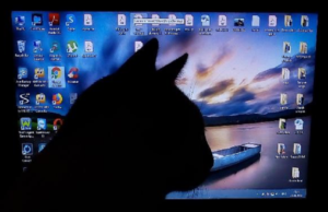 “Meow” is on the Prowl; A New Attack Targets Several Unsecured Databases