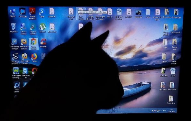 Meow Attack