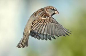 30,000 Macs Affected by “Silver Sparrow” Mystery Malware silver sparrow malware